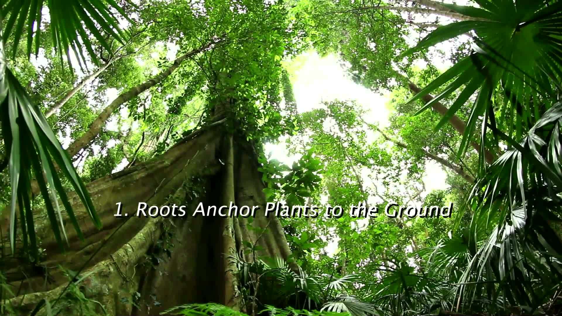 The Roots of Plants